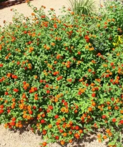 Lantana Plants Live - Red Spread Pack of 3 Lantana Live Plants for Planting - 4-6 Inches Tall - Attracts Butterflies, Perfect for Containers