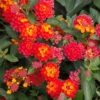 Lantana Plants Live - Salsa Red Pack of 3 Lantana Live Plants for Planting - 4-6 Inches Tall - Attracts Butterflies, Perfect for Containers