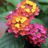 Lantana Plants Live - irene Pack of 3 Lantana Live Plants for Planting - 4-6 Inches Tall - Attracts Butterflies, Perfect for Containers