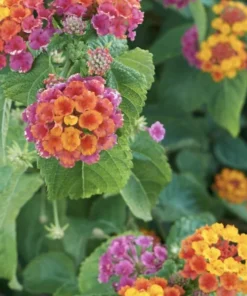 Lantana Plants Live - irene Pack of 3 Lantana Live Plants for Planting - 4-6 Inches Tall - Attracts Butterflies, Perfect for Containers