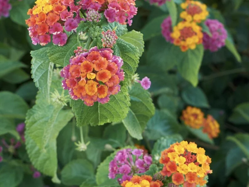 Lantana Plants Live - irene Pack of 3 Lantana Live Plants for Planting - 4-6 Inches Tall - Attracts Butterflies, Perfect for Containers