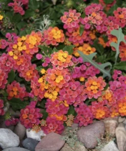 Lantana Plants Live - irene Pack of 3 Lantana Live Plants for Planting - 4-6 Inches Tall - Attracts Butterflies, Perfect for Containers