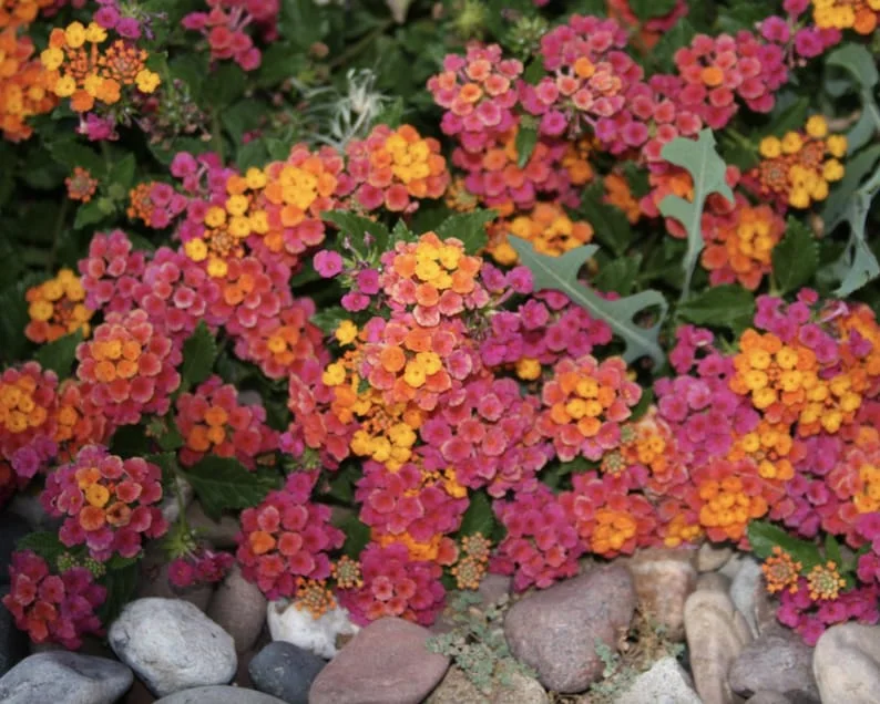 Lantana Plants Live - irene Pack of 3 Lantana Live Plants for Planting - 4-6 Inches Tall - Attracts Butterflies, Perfect for Containers