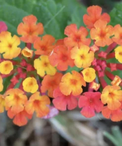 Lantana Plants Live - irene Pack of 3 Lantana Live Plants for Planting - 4-6 Inches Tall - Attracts Butterflies, Perfect for Containers
