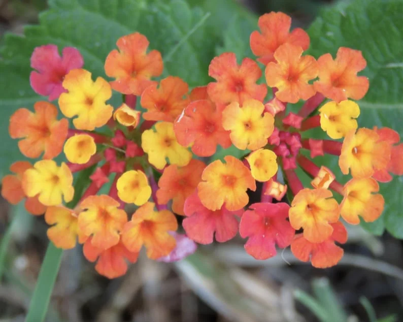 Lantana Plants Live - irene Pack of 3 Lantana Live Plants for Planting - 4-6 Inches Tall - Attracts Butterflies, Perfect for Containers