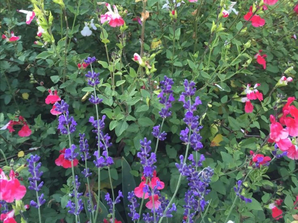 Salvia Hot Lips Companion Plants: Best Flowers to Grow Alongside This Vibrant Beauty
