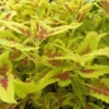 Live Coleus Plants – Pack of 10 Assorted Varieties – Vibrant Foliage for Gardens & Containers – Shade-Loving and Easy to Grow
