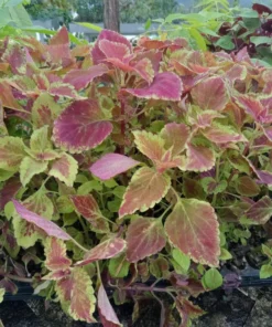 Live Coleus Plants – Pack of 10 Assorted Varieties – Vibrant Foliage for Gardens & Containers – Shade-Loving and Easy to Grow