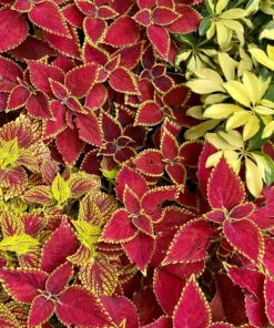 Live Coleus Plants – Pack of 10 Assorted Varieties – Vibrant Foliage for Gardens & Containers – Shade-Loving and Easy to Grow