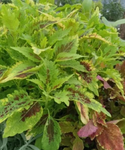 Live Coleus Plants – Pack of 10 Assorted Varieties – Vibrant Foliage for Gardens & Containers – Shade-Loving and Easy to Grow