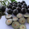 Live Jaboticaba Tree – 1 Foot Tall – Unique Tropical Fruit Tree with Sweet, Grape-Like Berries – Brazilian Grape