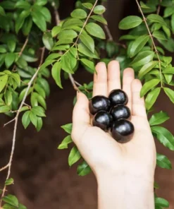 Live Jaboticaba Tree – 1 Foot Tall – Unique Tropical Fruit Tree with Sweet, Grape-Like Berries – Brazilian Grape