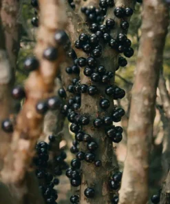 Live Jaboticaba Tree – 1 Foot Tall – Unique Tropical Fruit Tree with Sweet, Grape-Like Berries – Brazilian Grape