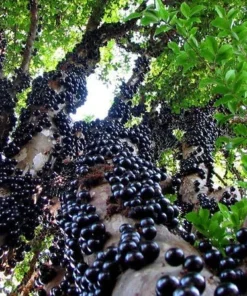 Live Jaboticaba Tree – 1 Foot Tall – Unique Tropical Fruit Tree with Sweet, Grape-Like Berries – Brazilian Grape