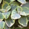 Live Lemon Twist Plectranthus Plant - 5-8 Inches Tall - Aromatic And Ornamental - Thrives in Gardens & Containers - Easy to Grow