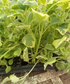 Live Lemon Twist Plectranthus Plant - 5-8 Inches Tall - Aromatic And Ornamental - Thrives in Gardens & Containers - Easy to Grow