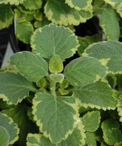 Live Lemon Twist Plectranthus Plant - 5-8 Inches Tall - Aromatic And Ornamental - Thrives in Gardens & Containers - Easy to Grow