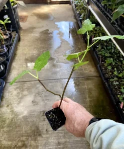Magnolia Fig Tree - Fruiting Ficus Carica - Live Plant