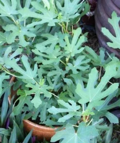 Magnolia Fig Tree - Fruiting Ficus Carica - Live Plant