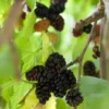 Mulberry Tree - Illinois Everbearing Mulberry Plant - Morus Alba X Rubra - Sweet Fruit - Mulberry Tree Live - Mulberry Cuttings