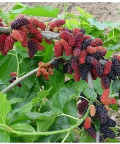 Mulberry Tree Live Plant - Dwarf Everbearing Mulberry Plant - Live Mulberry Tree - Starter Plant