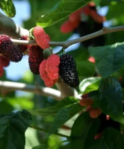 Mulberry Tree Live Plant - Dwarf Everbearing Mulberry Plant - Live Mulberry Tree - Starter Plant