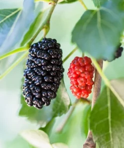 Mulberry Tree Live Plant - Dwarf Everbearing Mulberry Plant - Live Mulberry Tree - Starter Plant