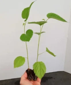 Mulberry Tree Live Plant - Pakistan Mulberry Tree - Live Pakistani Mulberry Trees For Sale - Starter tree plant