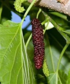 Mulberry Tree Live Plant - Pakistan Mulberry Tree - Live Pakistani Mulberry Trees For Sale - Starter tree plant