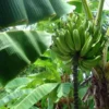 Musa Gold Finger Banana Tree - Live Plant - 5 Inch - Green - Tropical Fruit Tree
