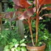 Musa Siam Ruby Banana Plant Live Tropical Tree - 4-6 Inch Potted Plant