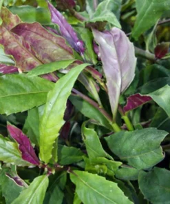 Okinawa Spinach - Gynura crepioides - Live Spinach for Planting - Hong tsoi Live Vegetable - Okinawa Lettuce - Cholesterol Spinach 4-6 Inch