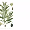 Olive Tree 'Oblonga' - Olea Europaea - Rooted Cutting - Grey-Green Foliage - Evergreen Tree