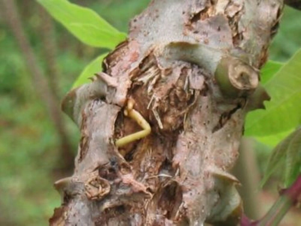 How to Grow Cassava from Cuttings: Easy Way to Start Your Own Tapioca Plant