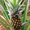 Pineapple Plant - Elite Gold Pineapple Plant - Fruit Trees Live Plants - Pineapple Plant Live - Pineapple Planter - Ananas Starter Plant