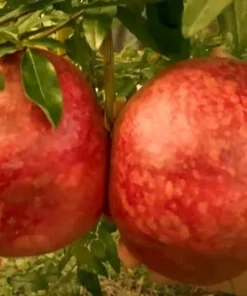 Pomegranate Tree - Parfianka Pomegranate Live Trees - Punica Granatum - Russian Pomegranate Plant - Fruit Trees Live Plant - Live Fruit Tree