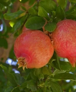 Pomegranate Tree - Salavatski Pomegranate Starter Tree - Punica Granatum - Fruit Trees - Fruit Trees Live Plant - Russian Pomegranate Plant