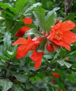 Pomegranate Tree - Salavatski Pomegranate Starter Tree - Punica Granatum - Fruit Trees - Fruit Trees Live Plant - Russian Pomegranate Plant