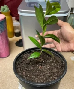 Pomegranate Tree - Salavatski Pomegranate Starter Tree - Punica Granatum - Fruit Trees - Fruit Trees Live Plant - Russian Pomegranate Plant