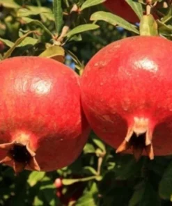 Pomegranate Tree - Salavatski Pomegranate Starter Tree - Punica Granatum - Fruit Trees - Fruit Trees Live Plant - Russian Pomegranate Plant