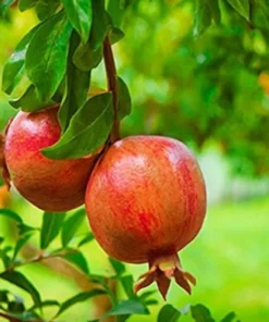 Pomegranate Tree - Salavatski Pomegranate Starter Tree - Punica Granatum - Fruit Trees - Fruit Trees Live Plant - Russian Pomegranate Plant