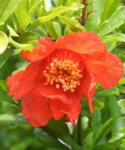 Pomegranate Tree - Salavatski Pomegranate Starter Tree - Punica Granatum - Fruit Trees - Fruit Trees Live Plant - Russian Pomegranate Plant