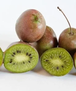 Prolific Kiwi Tree - Hardy Kiwi Prolific Plant - 4-6 Inches Starter - Live Plant for Planting - Self-Fertile Fruit Tree - Hardy Kiwi Plant