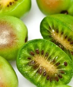 Prolific Kiwi Tree - Hardy Kiwi Prolific Plant - 4-6 Inches Starter - Live Plant for Planting - Self-Fertile Fruit Tree - Hardy Kiwi Plant