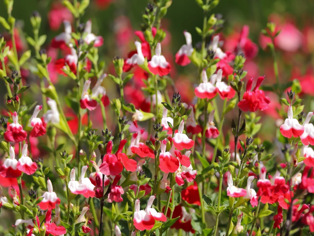 Salvia Hot Lips Companion Plants: Best Flowers to Grow Alongside This Vibrant Beauty