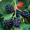 Arapaho Thornless Blackberry Plant – RARE Blackberry Starter Plant – Live Black Berry Plant 4-6 inch Plants