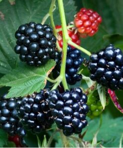 Arapaho Thornless Blackberry Plant – RARE Blackberry Starter Plant – Live Black Berry Plant 4-6 inch Plants