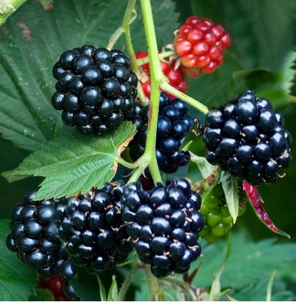 Arapaho Thornless Blackberry Plant – RARE Blackberry Starter Plant – Live Black Berry Plant 4-6 inch Plants