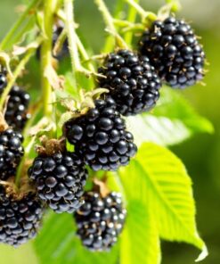 Arapaho Thornless Blackberry Plant – RARE Blackberry Starter Plant – Live Black Berry Plant 4-6 inch Plants