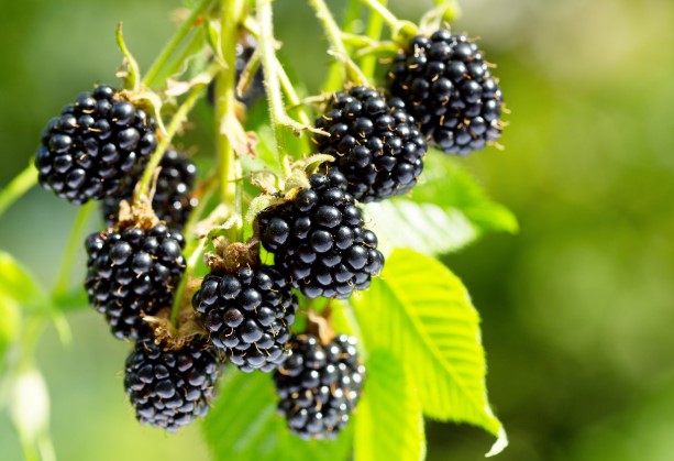 Arapaho Thornless Blackberry Plant – RARE Blackberry Starter Plant – Live Black Berry Plant 4-6 inch Plants